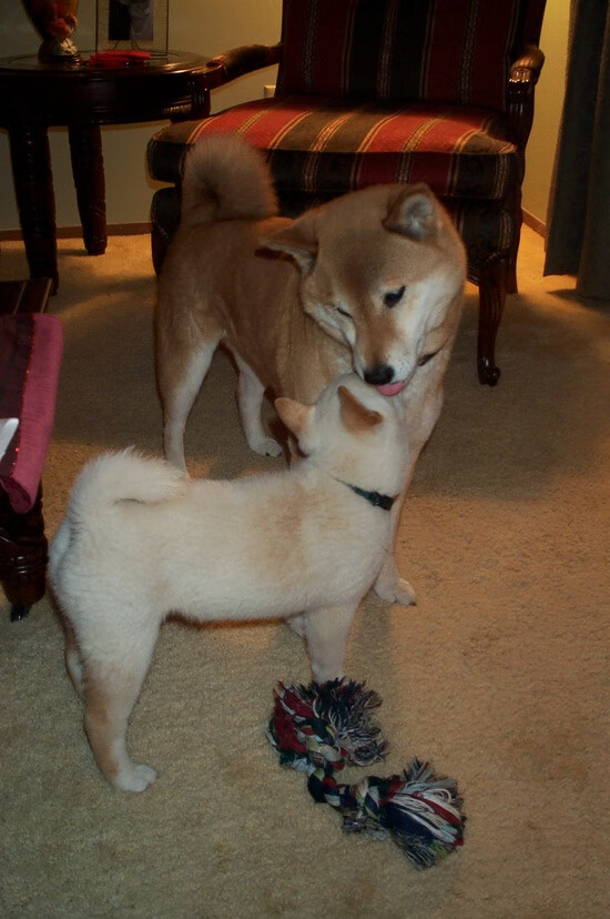 【“智能球场”】未来可能成为比赛新宠，智能足球场