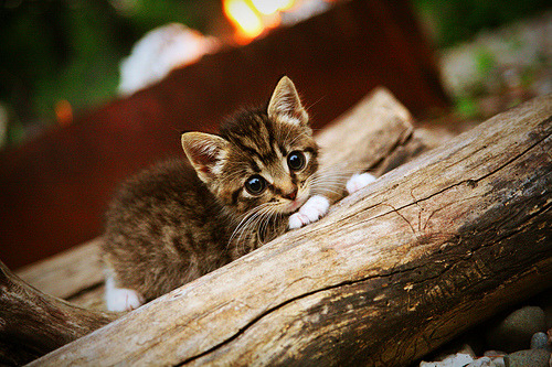 【女子棒球】女选手们在赛场上的突破，女棒球员