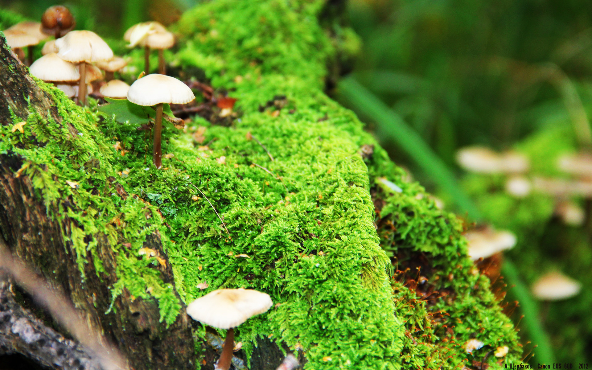 AYX官网-中国足球产业链绿色化发展新篇章，足球产业规模