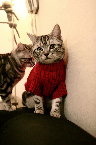 纽伦堡中场组织体系渐成熟,纽伦堡主场球衣