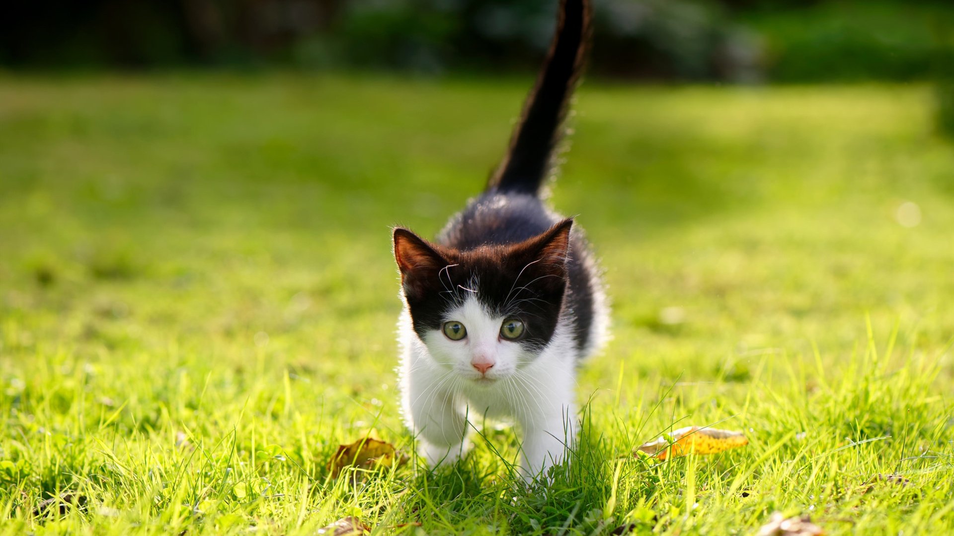 纽卡斯尔联成功保级，回归胜利轨道，纽卡斯尔联队收购最新消息