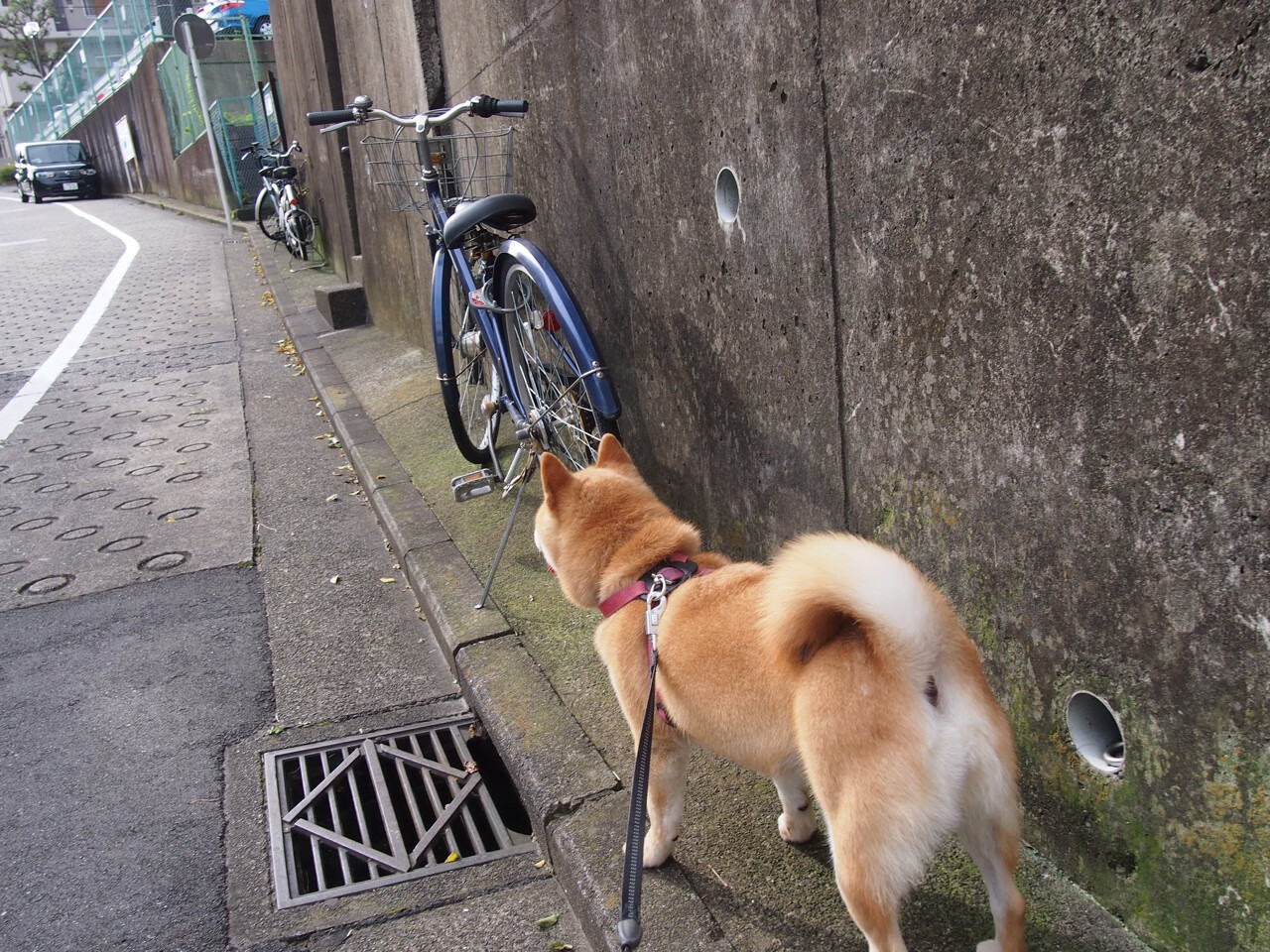 韩媒：伊朗雪地传控强到让韩国队迷失方向，伊朗发生雪崩致7死78伤