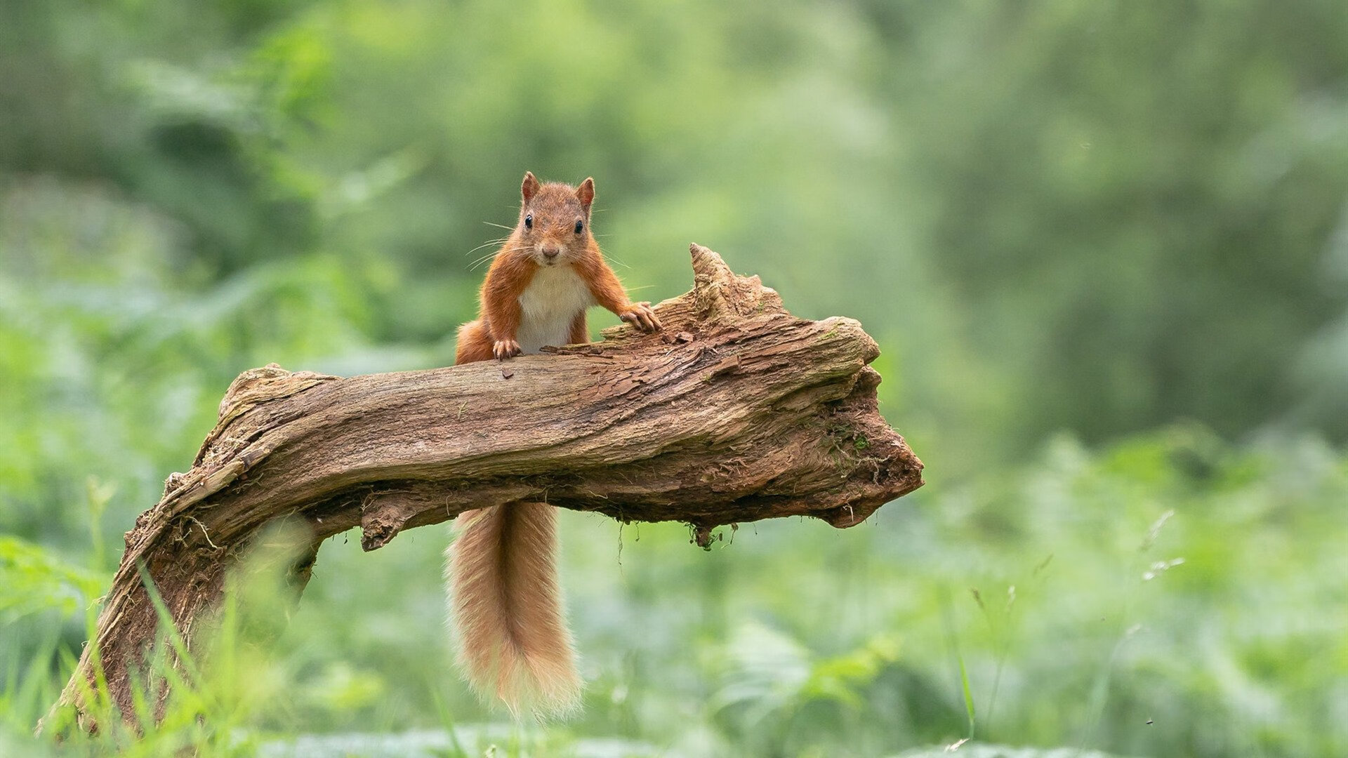 RB莱比锡对阵勒沃库森数据对比,rb莱比锡对科隆