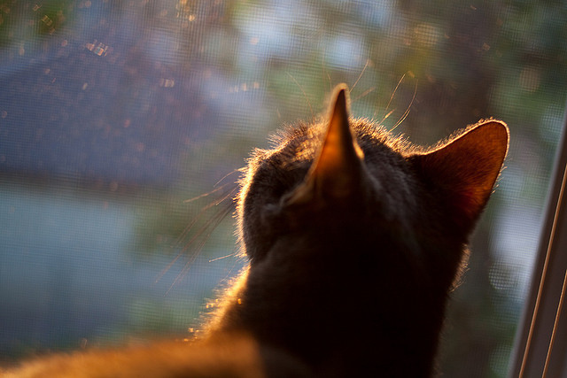 中国花滑双人滑再登领奖台，冲击奥运资格，中国双人花滑选手