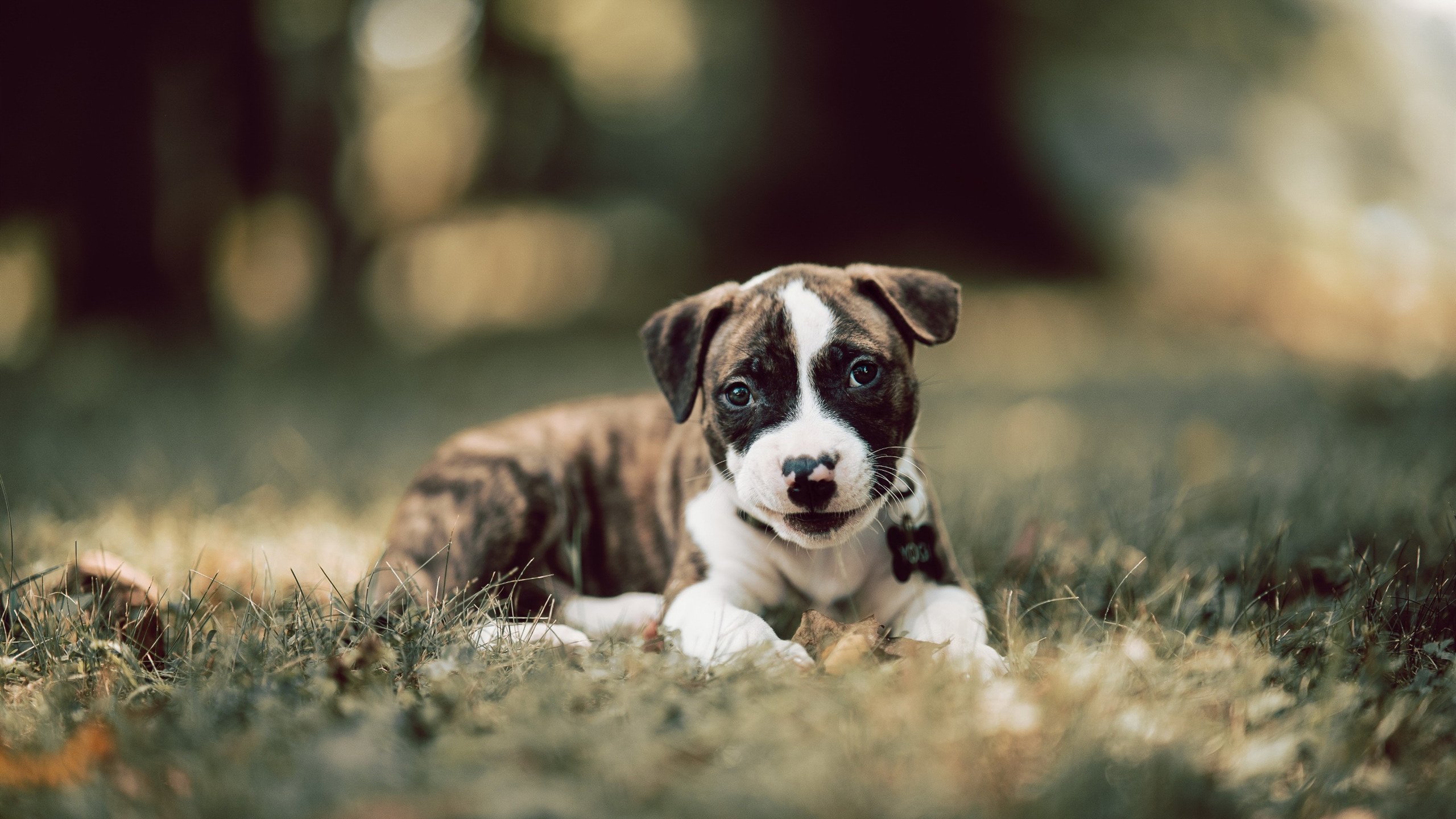 女足全球锦标赛闭幕,球员共同欢庆,女足 全运