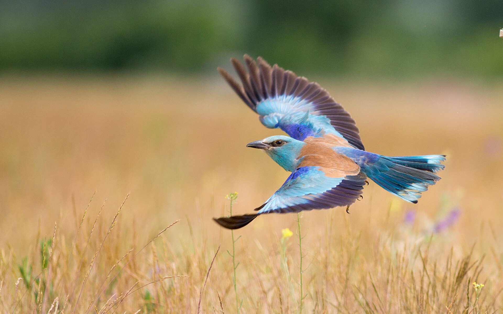 挪威队险胜逆转，斯洛文尼亚队失意，斯洛文尼亚u21vs挪威u21