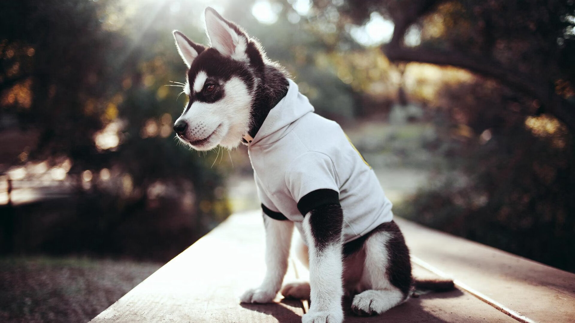 步行者力克太阳，季后赛首轮中哈利伯顿三分雨不断，哈利伯顿nba