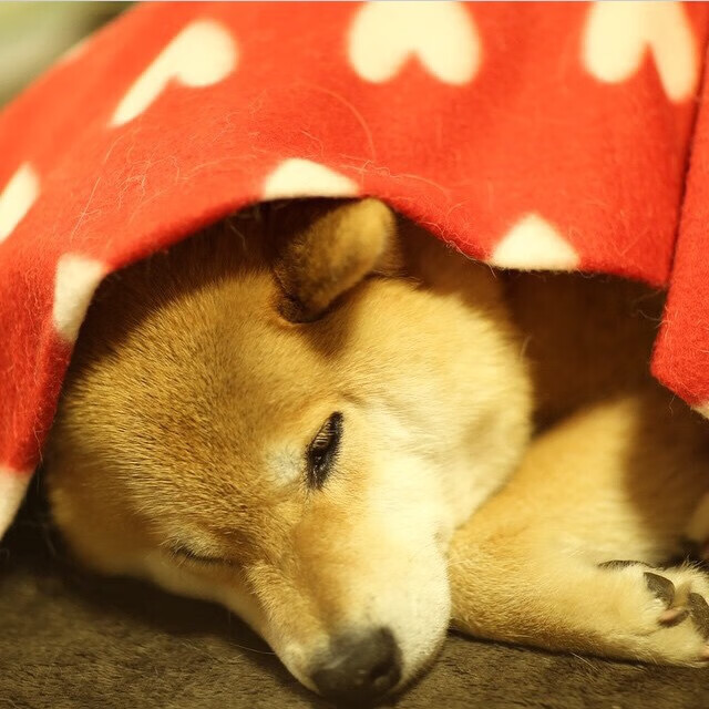 狼队艰难逼平谢菲联，连续两轮不胜，球迷呼吁主教练做出调整，英超谢菲尔德联对狼队