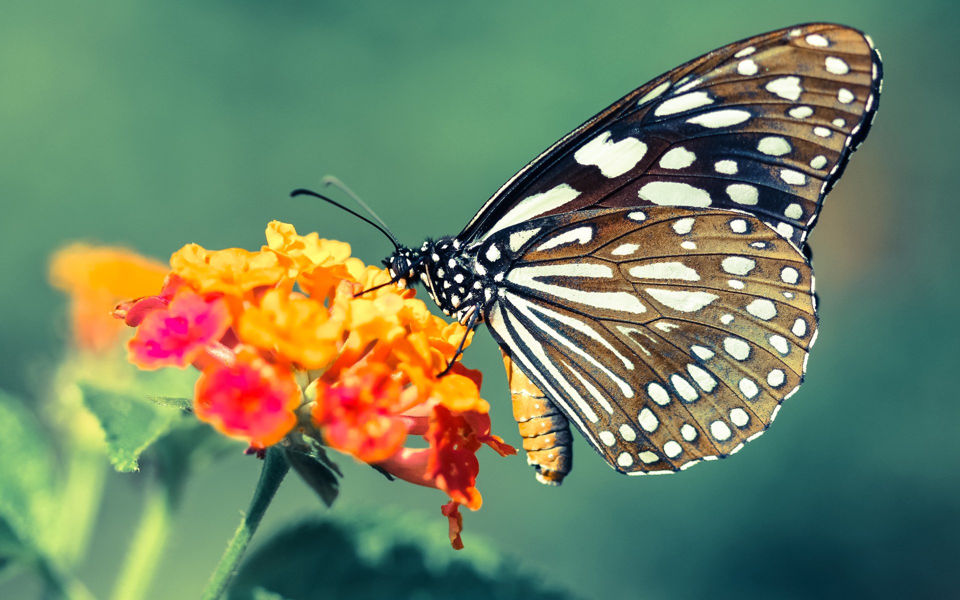 爱游戏在线登录入口-自由人队球员健康状况良好，足球队自由人