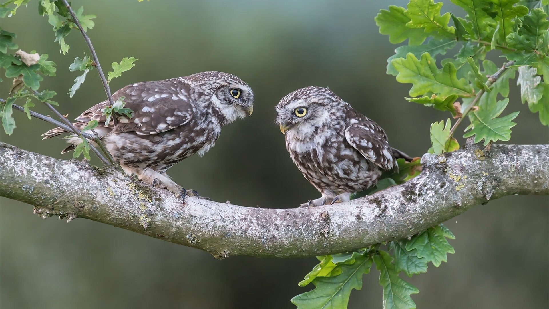 NBA球队社群运营对品牌热度的带动机制,nba球队运营模式
