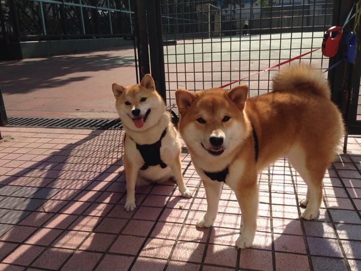 高校运动训练负荷监测与调整策略,运动训练学负荷