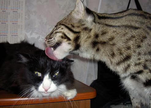 爱游戏平台-中国女篮核心球员表现突出，中国女篮核心球员表现突出