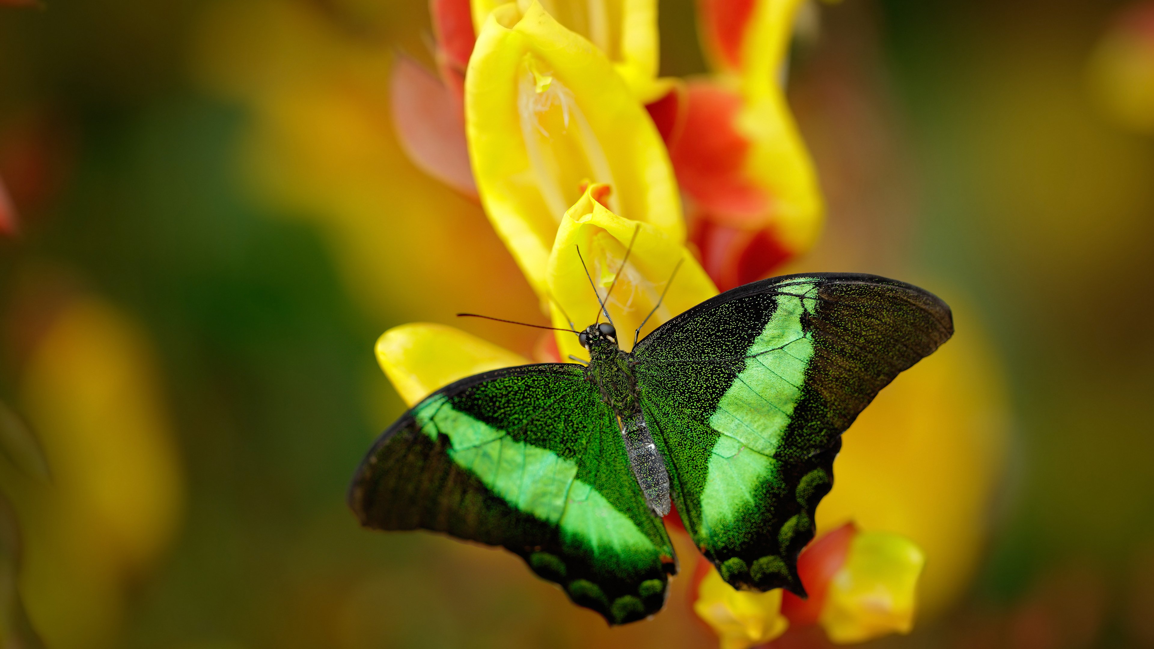 爱游戏体育（AYX）官方APP下载-五大联赛是否提升替补登场后十五分钟关键贡献占比，五大联赛落幕