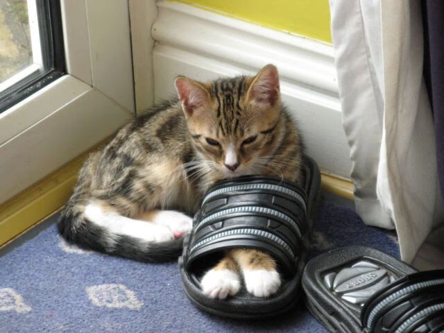 奥预赛中国女足夺冠 球迷共同庆祝辉煌,中国女足奥预赛成绩