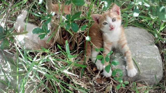女子短自项目稳扎稳打,女子短跑训练方法