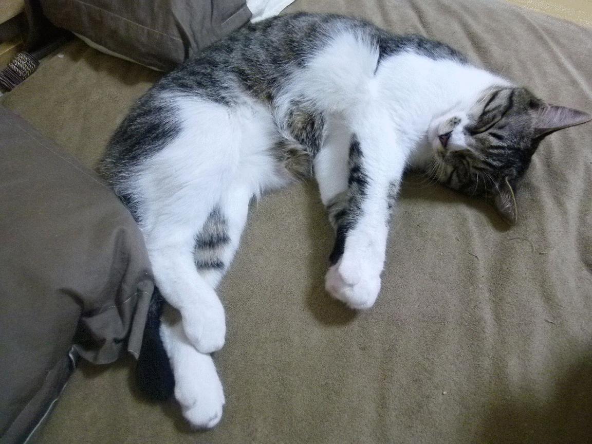 归化球员话题再起中国篮球是否应引入外援新政,中国篮球联赛外援规则