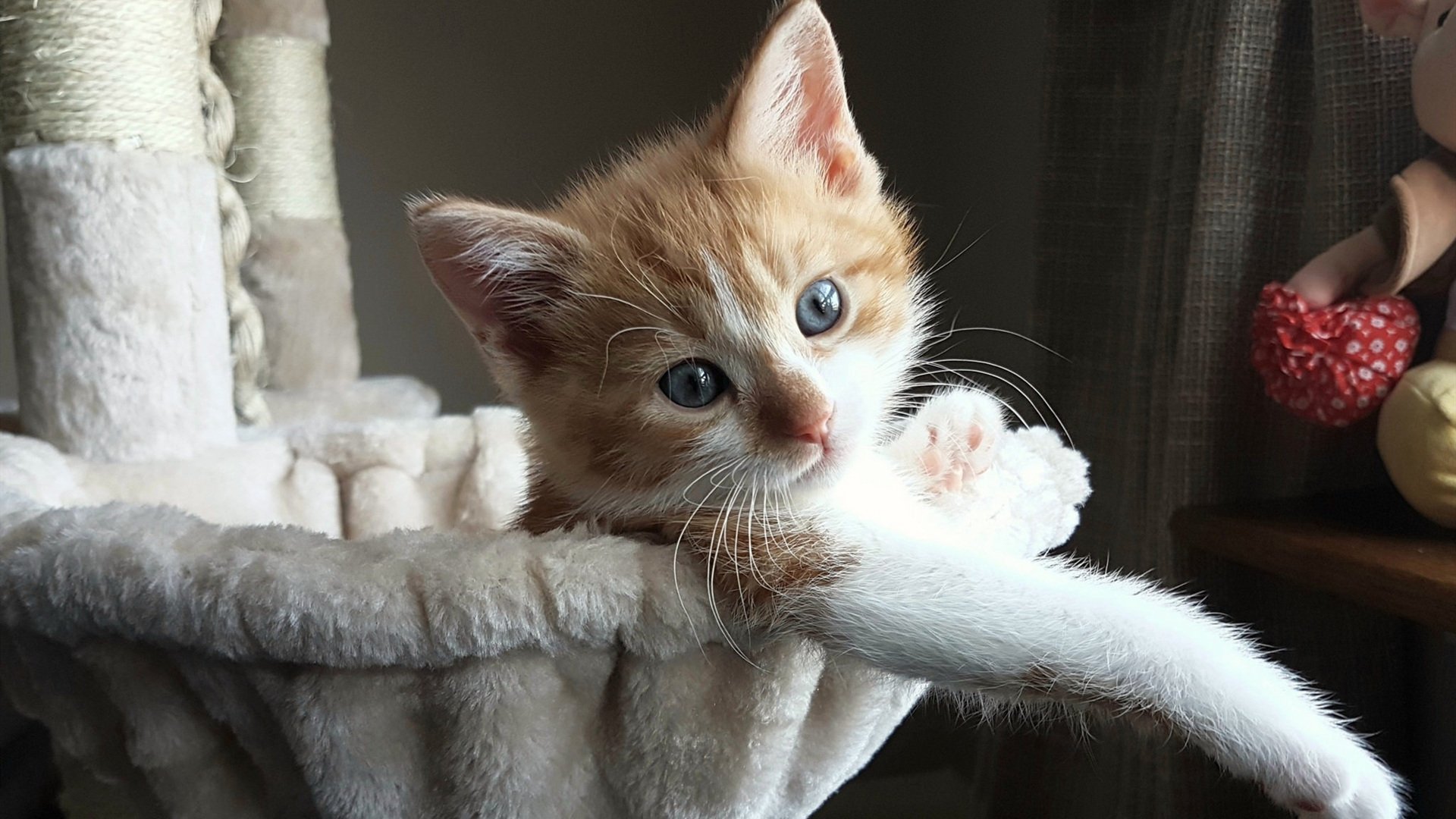 “安赫尔·巴尔博萨的反应速度与精准突破，成为美洲狮队的得分关键”