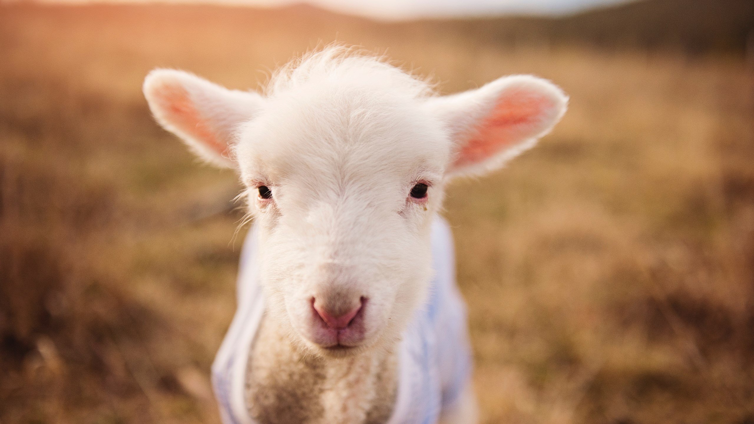 AYX GAMING-乌干达男篮在非洲预赛中拼搏奋战，追求奥运梦想实现，乌干达篮球比赛