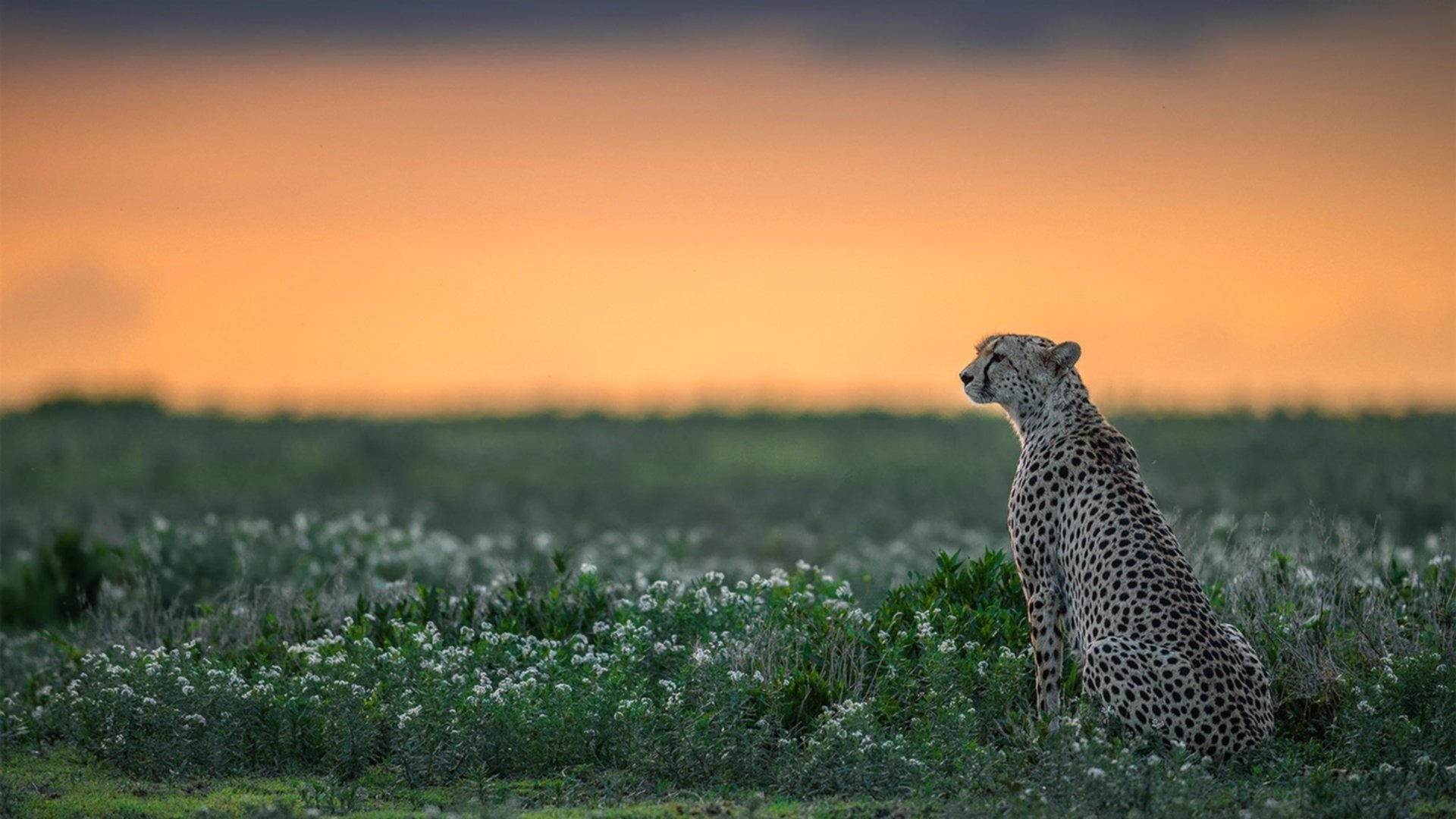 爱游戏平台-张雨霏被评为亚洲最具影响力泳手，游泳选手张雨霏个人资料