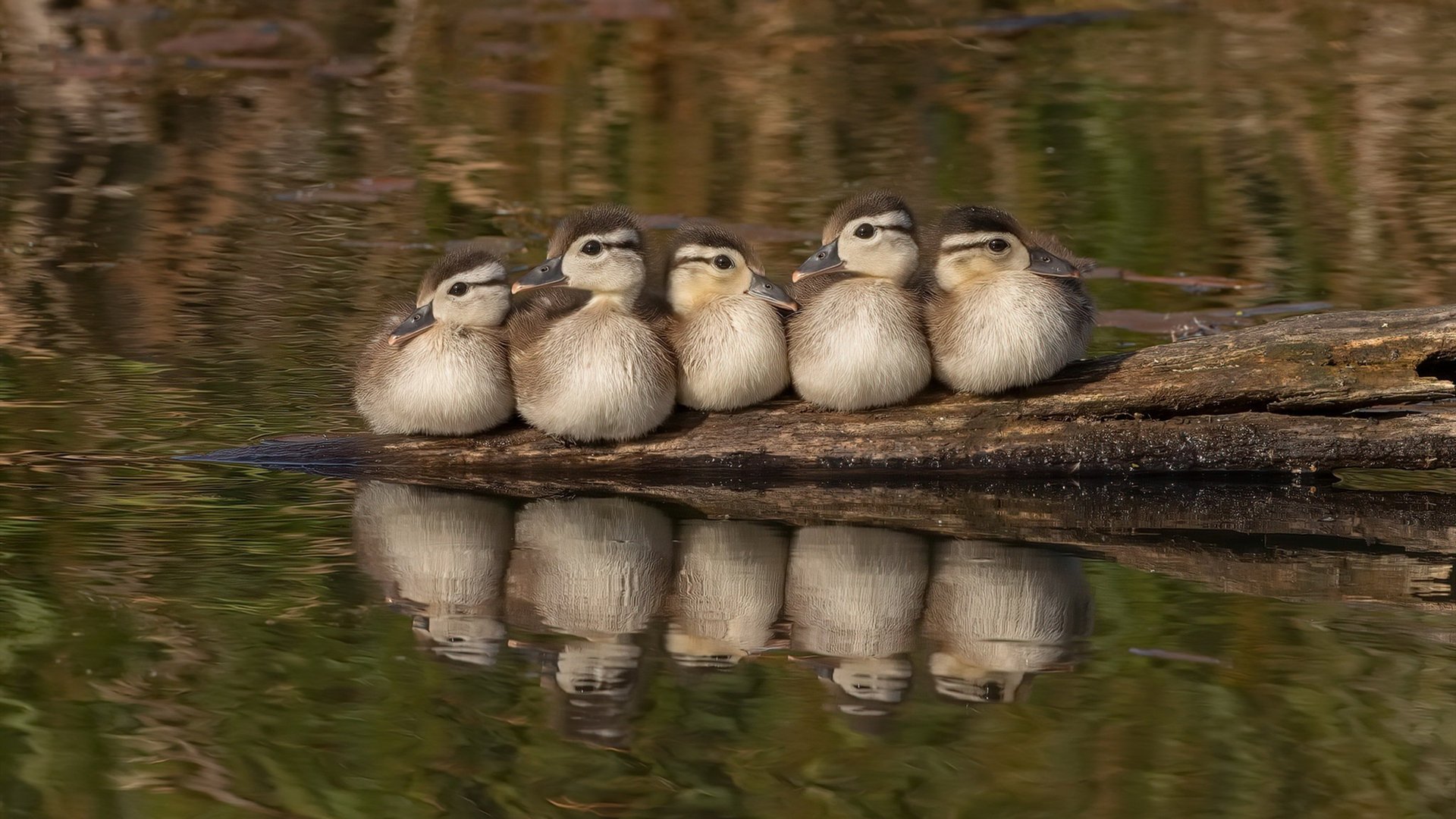 爱游戏娱乐平台-皮特·斯图斯：世界最佳后排球员的强力回归，斯图皮特2021